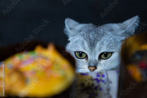 adorable silver british shorthair cat hiding behind blurred traditional easter kulich cake featuring colorful sprinkles and dark background indoors