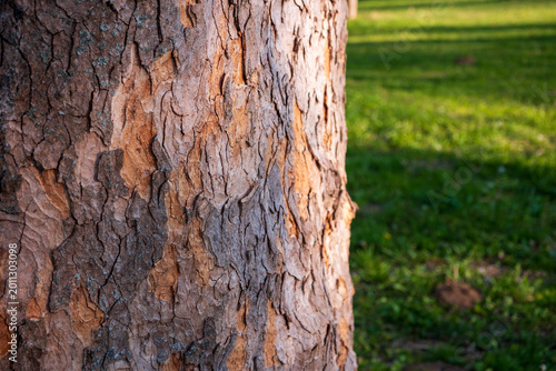 Фотография Majestic plane tree with peeling bark, rich texture and warm evening light in spring park