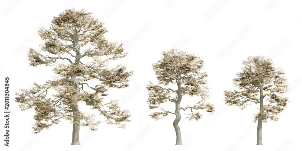 Fototapeta premium 3d render Acer Palmatum trees Japanese Maple Trees With Delicate Foliage On Transparent Background