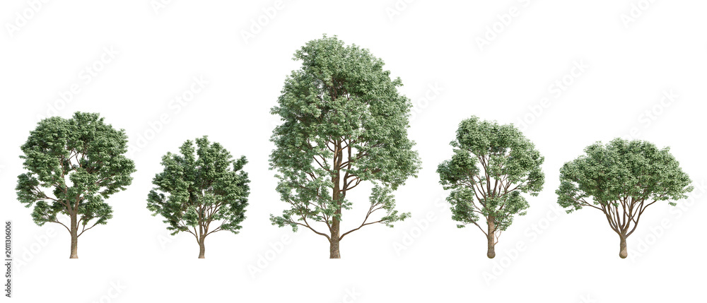 Fototapeta premium 3d render Of Five Green Acer Griseum Trees In 3D Illustration With Bark Texture On Transparent Background