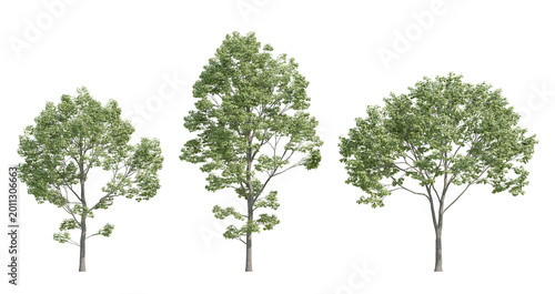 Foto Front View Of Three Acer Negundo Trees In 3D Illustration On Transparent Backgro