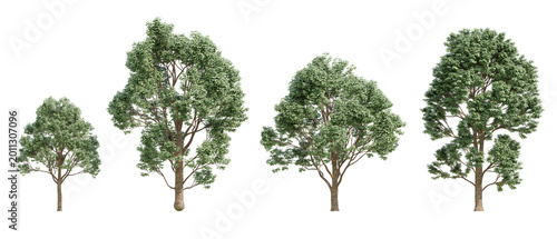 Fotografie Front View Of Four Acer Griseum Trees In A Row High Detail 3D Illustration On Tr
