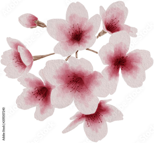 cherry blossom watercolor