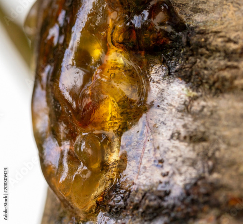 A close up view of orange and yellow resin on a cherry tree bark.
