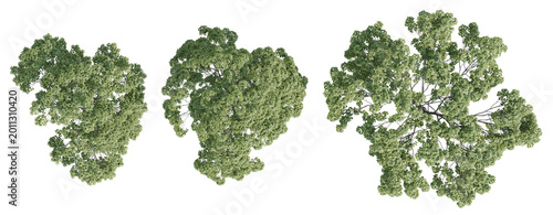 Tableau sur toile Top View 3D Illustration Of Acer Negundo Trees With Dense Green Canopies And Aer