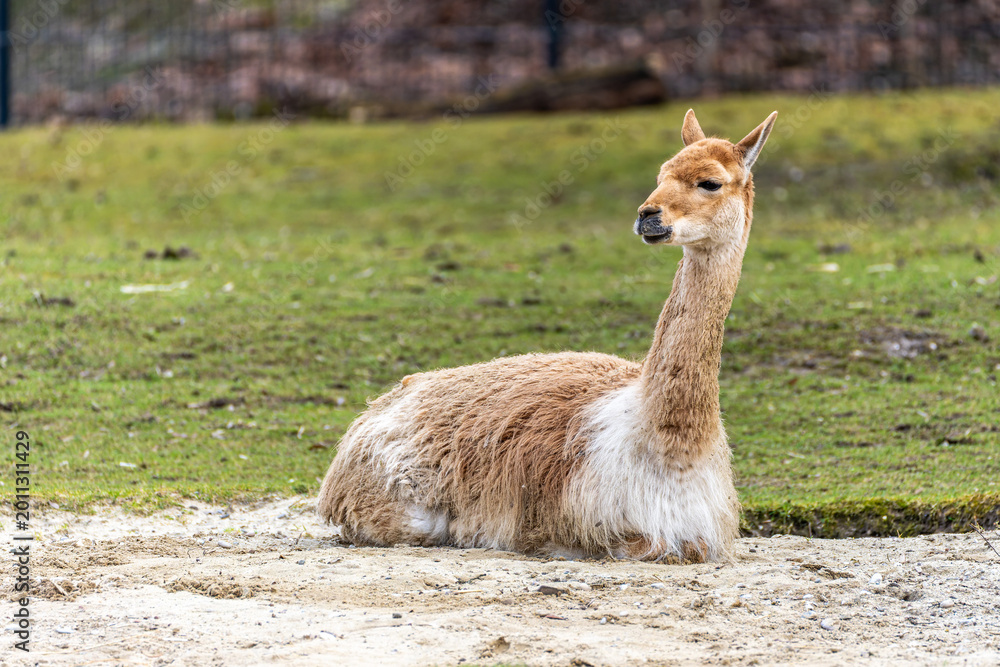 Fototapeta premium Vicunas, Vicugna Vicugna, relatives of the llama in a German park