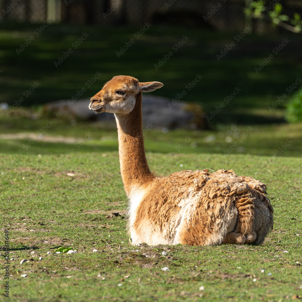Fototapeta premium Vicunas, Vicugna Vicugna, relatives of the llama in a German park