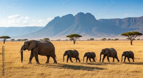 Fototapeta Elephant Family Walking on African Savannah