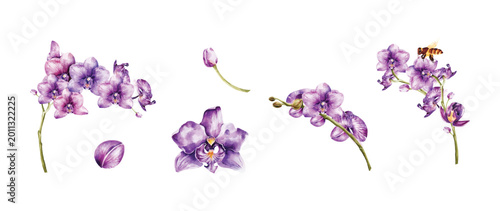 Orchids watercolor vector elements design