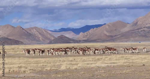Equus kiang in high altitude grassland