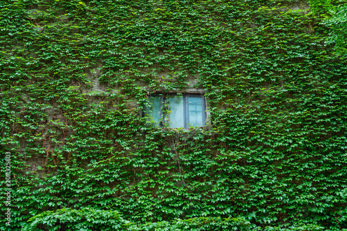 Ivy growing on building wall covering window
