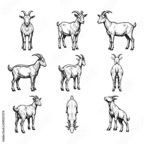 Goat Anatomy Sketch Animal Illustration Vector