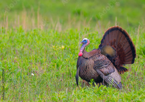 Konstfotografi Tom wild turkey in full mating display, tail fanned out, feathers fluffed up, an
