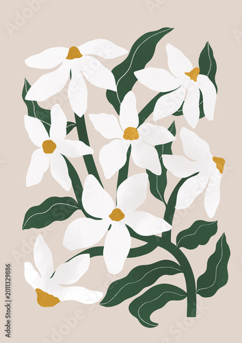 Anemones illustration
