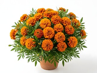 Marigold flower clipart orange blooms in terracotta pot for spring designs