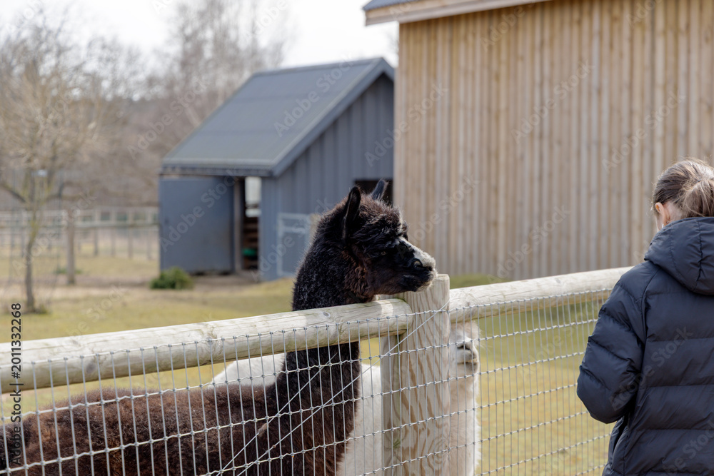Obraz premium Girl Watching Black Alpaca
