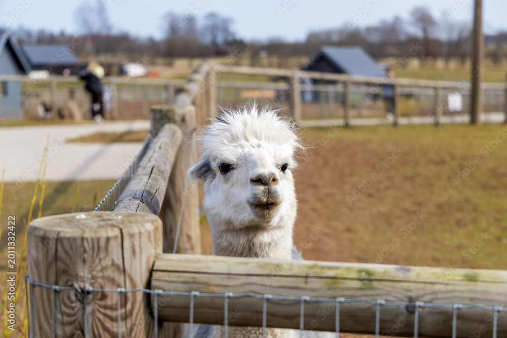 Fototapeta premium White Alpaca Close Up Portrait