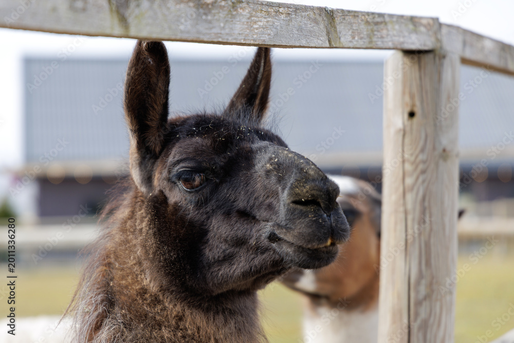 Fototapeta premium Dark Brown Llama Portrait at Farm