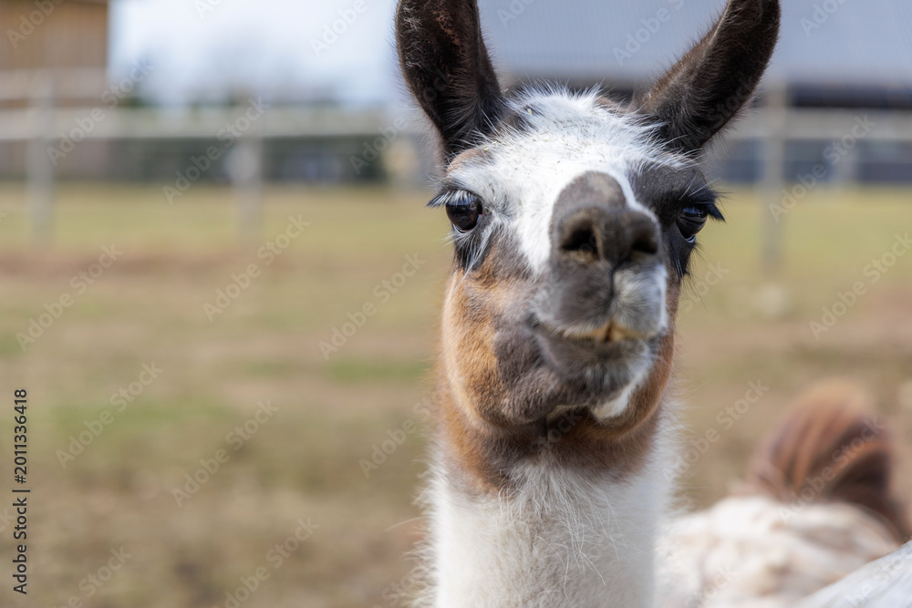 Fototapeta premium Portrait of a Curious Llama on a Rural Farmstead