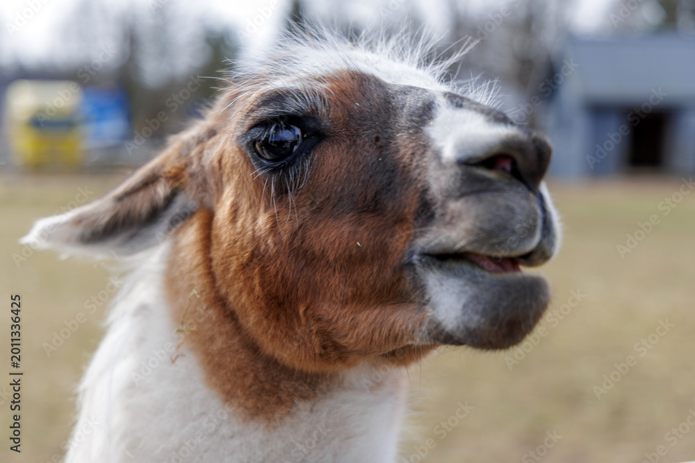 Fototapeta premium Close-up of Llama Face with Expressive Eyes