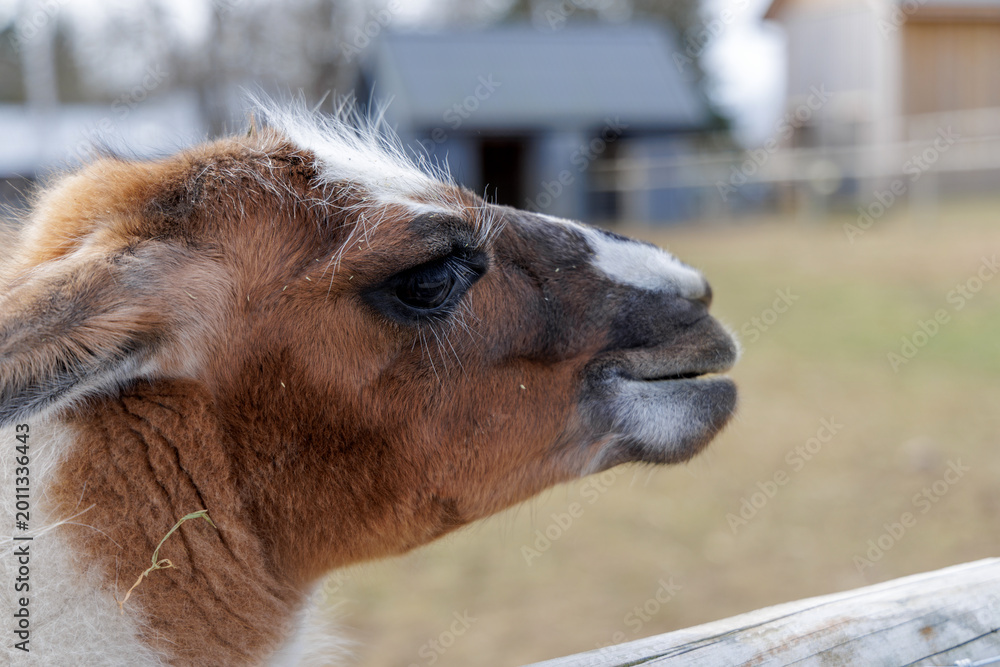 Fototapeta premium Side Profile of a Llama at a Countryside Ranch
