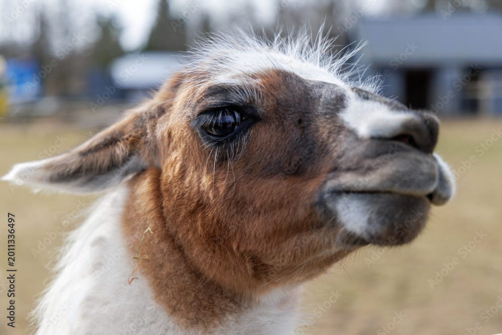Fototapeta premium Close-up of Llama Face with Expressive Eyes