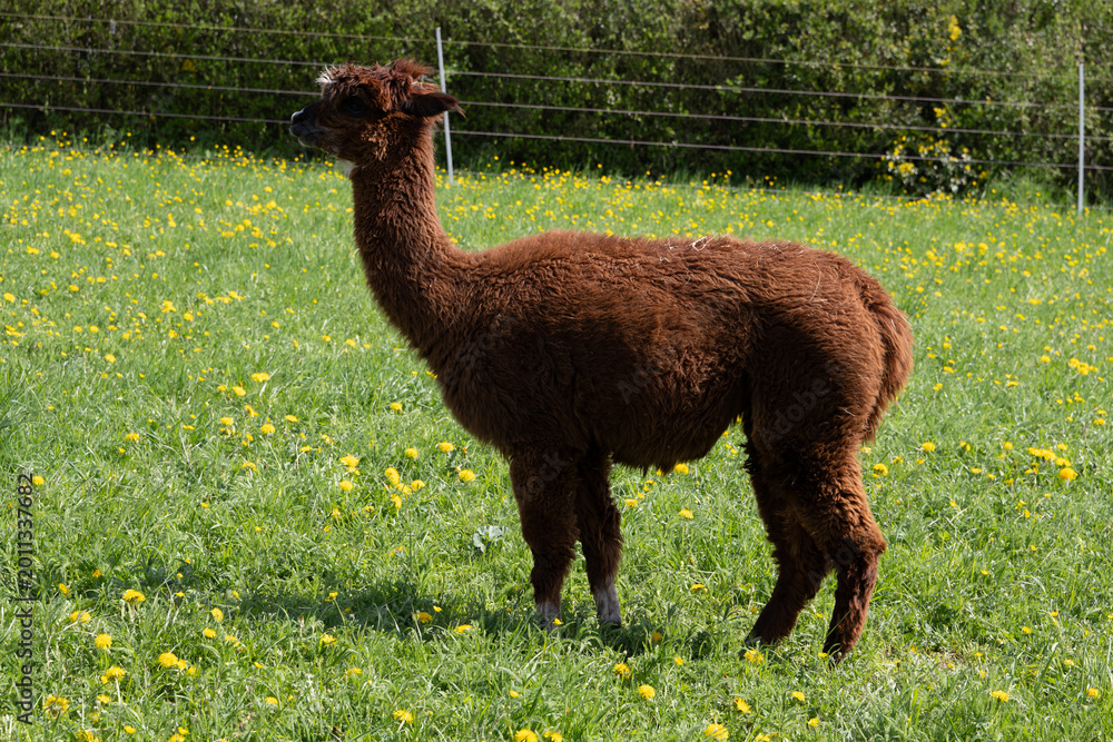 Fototapeta premium alpaka tier natur lama