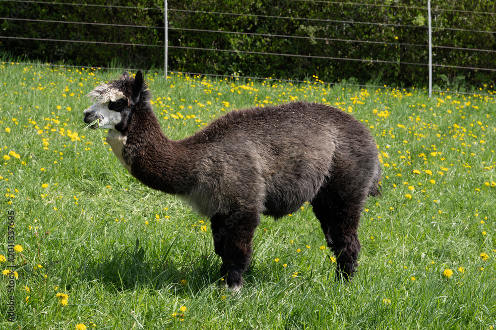 Fototapeta premium alpaka tier natur lama