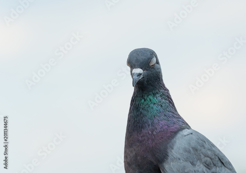 City pigeon portrait, urban birds