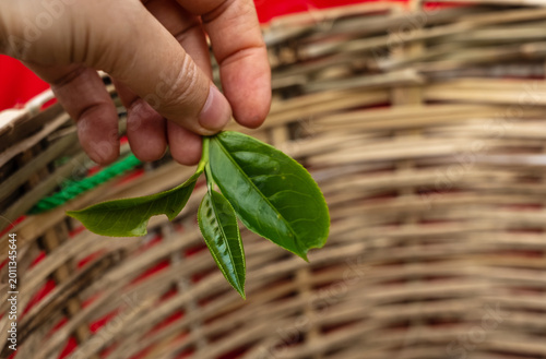 Hand picking green tea leaves on farm