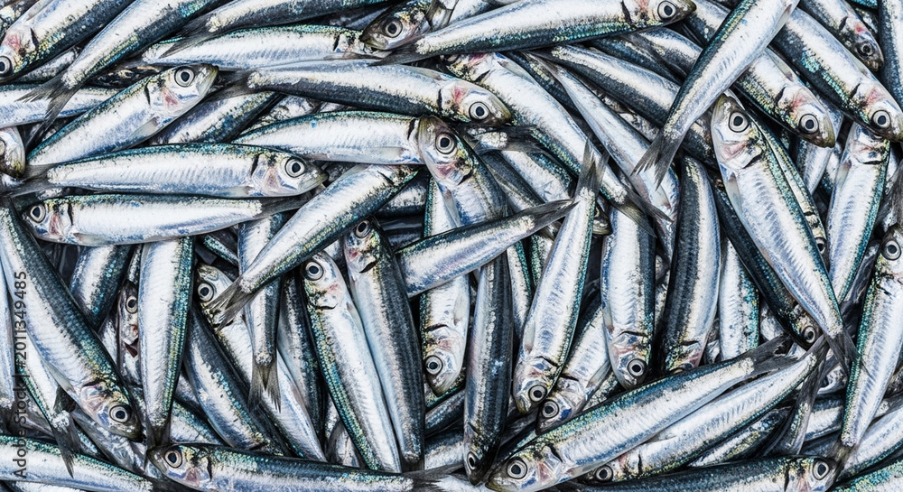 Fototapeta premium A large pile of fresh anchovies with shiny scales and big eyes