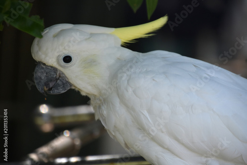 Fotografi White Cockatoo Bird on a Perch in Aruba