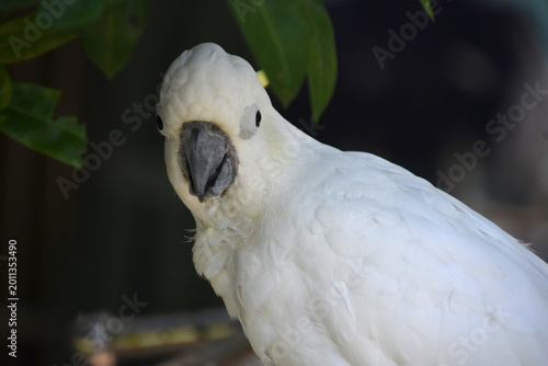 Billede på lærred Feathered White Cockatoo Bird in a Tree