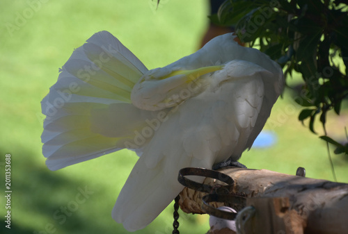 Fotografi White Cockatoo with Ruffled Feathers in Aruba