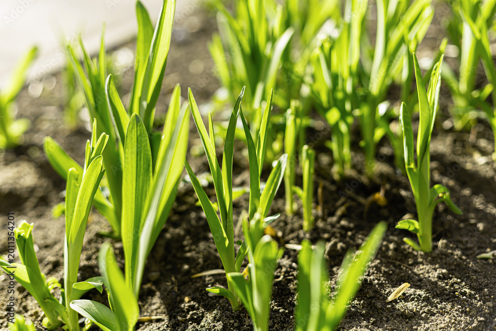 Obraz premium Young green sprouts growing in dark soil under bright spring sunlight. Fresh gardening and nature concept.