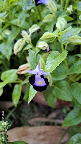 Fotografie Wishbone flower