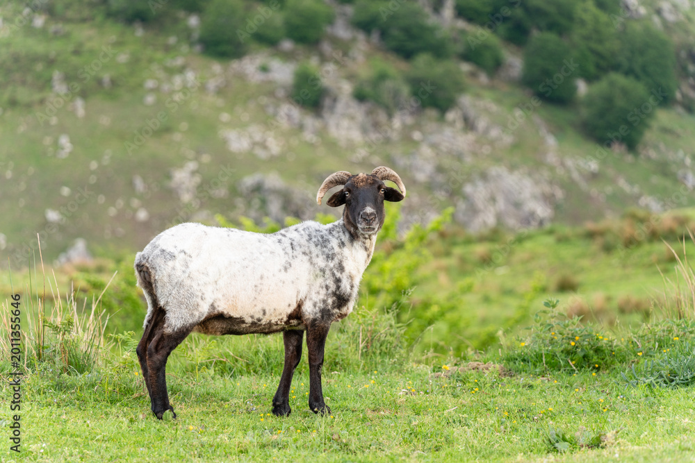 Fototapeta premium Sheep gazing at the viewer in the grass. Mountains of the Basque Country.