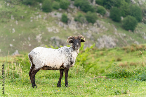 Sheep gazing at the viewer in the grass. Mountains of the Basque Country.