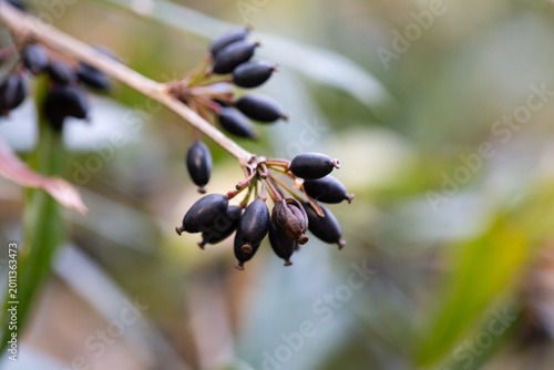 Cuadro en lienzo Ripe berries on a Berberis soulieana barberry bush with narrow evergreen leaves and black fruits