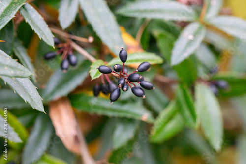 Photography Ripe berries on a Berberis soulieana barberry bush with narrow evergreen leaves and black fruits