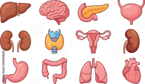 Foto Human Internal Organ Anatomy Illustration Set with Brain, Heart, Lungs, Liver, Kidneys, Stomach, and Reproductive System Designs