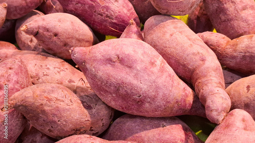 Close Up Shot of Fresh Organic Japanese Sweet Potatoes Stacked at Local Farmer Market for Culinary Cooking and Healthy Lifestyle