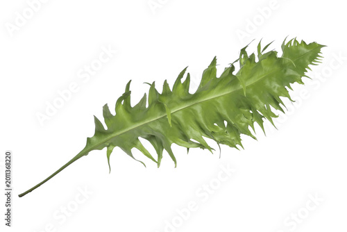 Ferns leaves on a transparent background.