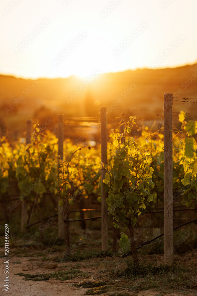 Obraz premium Vineyard rows at sunset with golden light and hills