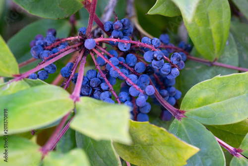 Close-up of ripe bright blue Mahonia berries among green leaves, Mahonia gracilipes in winter.