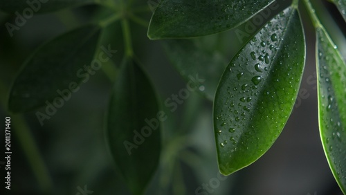Water droplets on green leaf macro with soft cosmetic light