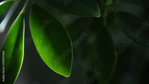 Green leaves with soft light and blurred background copy space