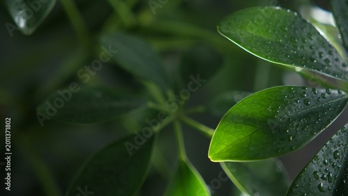 Fresh green leaves with water droplets and soft natural light