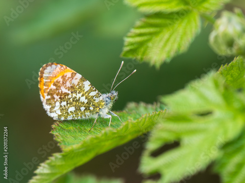 A Male Orange-tip Butterfly Resting on a Bramble Leaf
