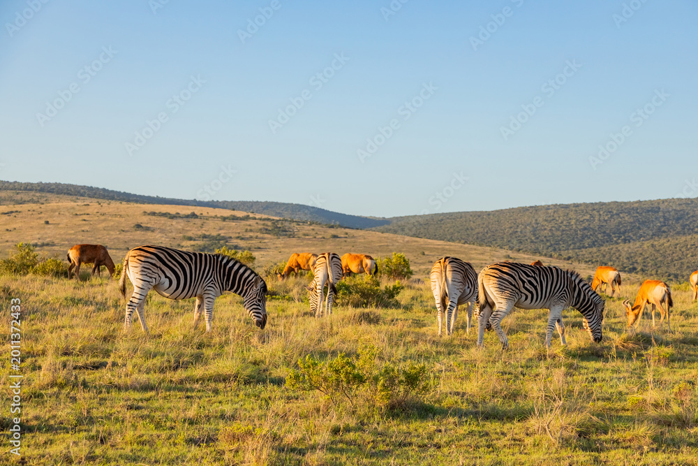 Naklejka premium Zebra in Addo Elephant Safari Park